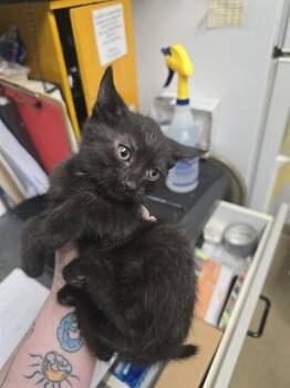 CUSTARD -  Domestic Short Hair Cat for Adoption in Easton, Maryland - CUSTARD | PetCurious