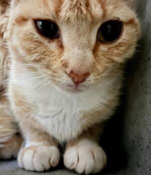Domestic Short Hair Cats Available for Adoption in Burnsville, North Carolina - Kevin | PetCurious