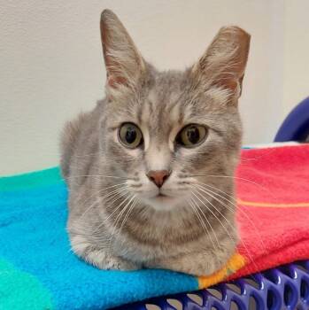 Precious -  Domestic Short Hair Cat for Adoption in Springfield, Illinois - Precious | PetCurious