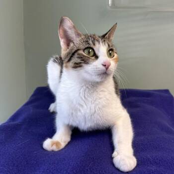 Dulce--In Foster -  Domestic Short Hair Cat for Adoption in Fargo, North Dakota - Dulce--In Foster | PetCurious