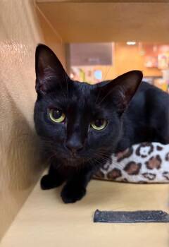 Lilith -  Domestic Short Hair Cat for Adoption in Burnaby, British Columbia - Lilith | PetCurious