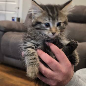 Rescue Domestic Short Hair Cats for Adoption in Maple Falls, Washington - Toast | PetCurious