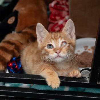Owen -  Domestic Short Hair Cat for Adoption in Los Angeles, California - Owen | PetCurious