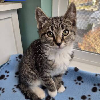 Rescue Domestic Short Hair Cats for Adoption in Reisterstown, Maryland - Max (bonded With Ruby & Coco) | PetCurious