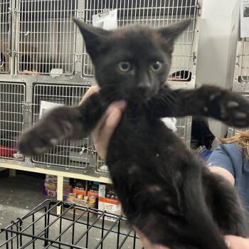 Jinx -  Domestic Short Hair Cat for Adoption in Idaho Falls, Idaho - Jinx | PetCurious