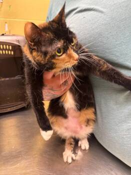 Domestic Short Hair Cats Available for Adoption in Crossville, Tennessee - Little Bit (spayed) | PetCurious