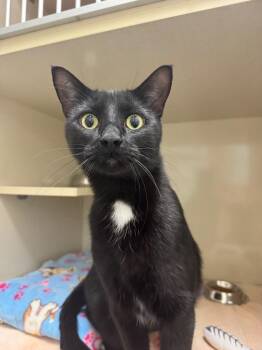 Domestic Short Hair Cats Available for Adoption in Winnipeg, Manitoba - Knight | PetCurious