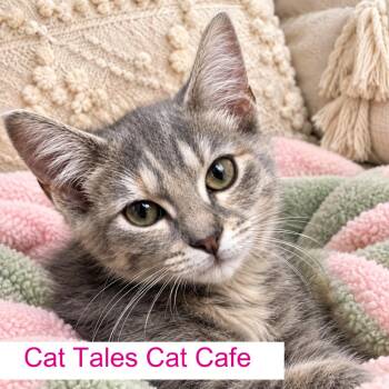 Stella -  Domestic Short Hair Cat for Adoption in Chapel Hill, North Carolina - Stella | PetCurious