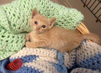 Chai -  Domestic Short Hair and Tabby Cat for Adoption in Batesville, Arkansas - Chai | PetCurious