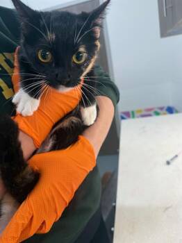 Domestic Short Hair Cats Available for Adoption in Baytown, Texas - BUBBLES | PetCurious