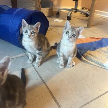James (Folklore) -  Domestic Short Hair Cat for Adoption in Charlotte, North Carolina - James (Folklore) | PetCurious