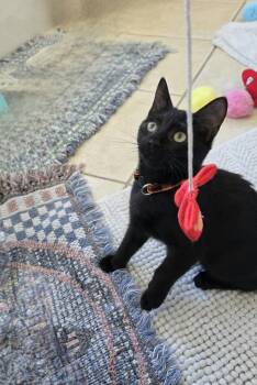 Rescue Domestic Short Hair Cats for Adoption in Houston, Texas - Furnando | PetCurious