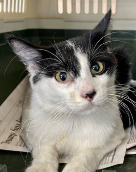 Rescue Domestic Short Hair Cats for Adoption in Chicago, Illinois - Izzy | PetCurious