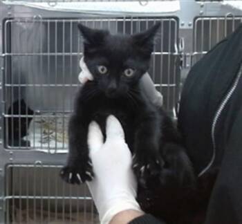SIMON -  Domestic Short Hair Cat for Adoption in Salinas, California - SIMON | PetCurious