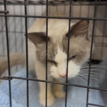 Simon -  Siamese and Domestic Long Hair Cat for Adoption in Pleasant Hill, Missouri - Simon | PetCurious