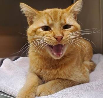 DunDee -  Domestic Short Hair Cat for Adoption in Kansas City, Missouri - DunDee | PetCurious