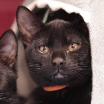 Domestic Short Hair Cats Available for Adoption in Philadelphia, Pennsylvania - Babyboy | PetCurious