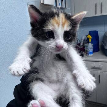 Domestic Long Hair Cats Available for Adoption in Riverside, California - Peeps | PetCurious