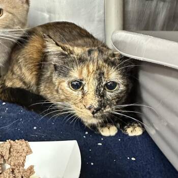 Rainbow Kitty -  Domestic Short Hair Cat for Adoption in Evansville, Indiana - Rainbow Kitty | PetCurious