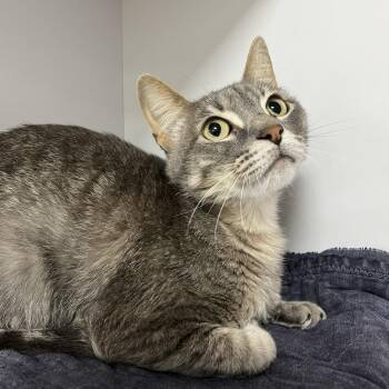Cajun -  Domestic Short Hair Cat for Adoption in Lyndhurst, Virginia - Cajun | PetCurious