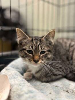 Berry -  Domestic Short Hair Cat Available for Adoption in Munster, Indiana - Berry | PetCurious