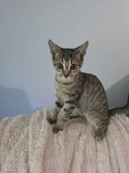 BoRounds -  Domestic Short Hair Cat for Adoption in Morganton, North Carolina - BoRounds | PetCurious