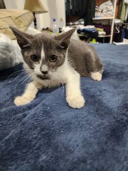 Rescue Tabby Cats for Adoption in Miami, Florida - Escruffys | PetCurious