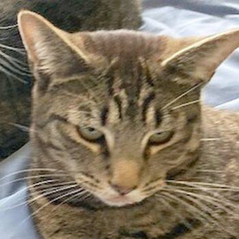 Domestic Short Hair Cats Available for Adoption - BO | PetCurious