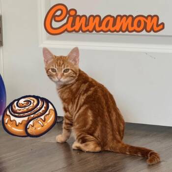 Domestic Short Hair Cats Available for Adoption - Cinnamon | PetCurious