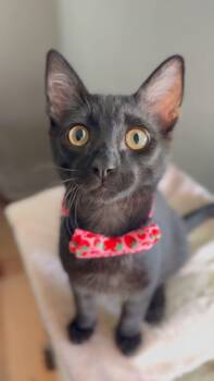 Bombay Cats Available for Adoption in San Juan Capistrano, California - Masago | PetCurious