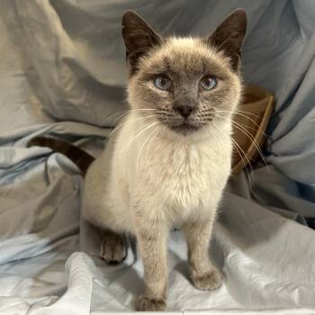 Siamese Cats Available for Adoption - Miles | PetCurious