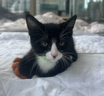 Matcha -  Domestic Short Hair Cat for Adoption in San Diego, California - Matcha | PetCurious