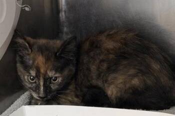 61230735 -  Domestic Short Hair Cat for Adoption in El Paso, Texas - 61230735 | PetCurious