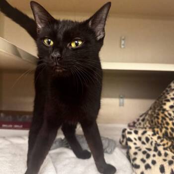 Nyx -  Domestic Short Hair Cat for Adoption in Wheeling, Illinois - Nyx | PetCurious