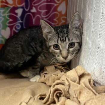 Neva -  Domestic Short Hair Cat for Adoption - Neva | PetCurious