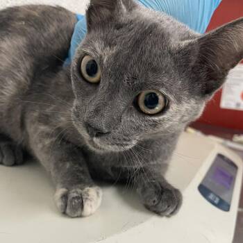 Hazel -  Domestic Short Hair Cat for Adoption in Edinburg, Texas - Hazel | PetCurious