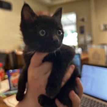 Mustard -  Domestic Short Hair Cat for Adoption in Chattanooga, Tennessee - Mustard | PetCurious