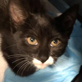 Boots -  Domestic Short Hair Cat for Adoption in Oak Park, Illinois - Boots | PetCurious