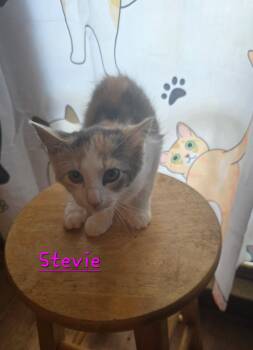 Stevie -  Calico Cat for Adoption in Shrewsbury, Massachusetts - Stevie | PetCurious