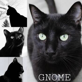 Domestic Short Hair Cats Available for Adoption - Gnome | PetCurious