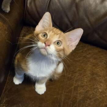 Johnny Ace -  Domestic Short Hair Cat Available for Adoption in Houston, Texas - Johnny Ace | PetCurious