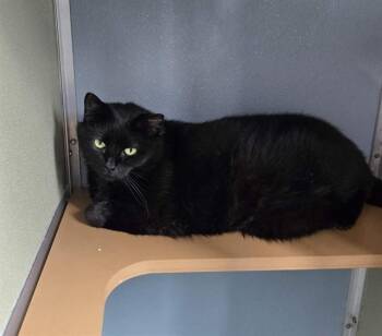 JAYLA -  Domestic Short Hair Cat for Adoption in Westminster, Maryland - JAYLA | PetCurious