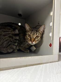 Domestic Short Hair Cats Available for Adoption in Greenfield, Indiana - Kat | PetCurious