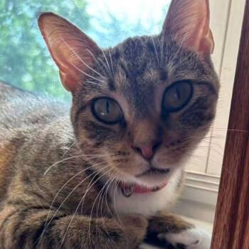 Honey -  Tabby Cat for Adoption in East Peoria, Illinois - Honey | PetCurious