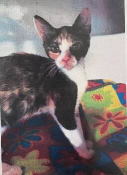 Calico Cats Available for Adoption - Rose | PetCurious