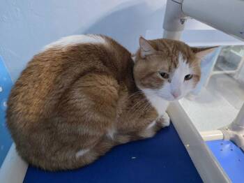 Domestic Short Hair Cats Available for Adoption - Fronte | PetCurious