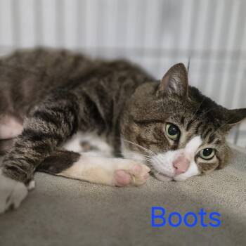 Domestic Short Hair Cats Available for Adoption in Wiggins, Mississippi - Boots | PetCurious