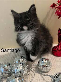 Domestic Long Hair Cats Available for Adoption in Groveland, Massachusetts - Santiago | PetCurious