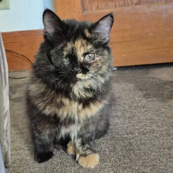 Tinkerbell (limb deformities) -  Domestic Long Hair Cat for Adoption in Stoughton, Wisconsin - Tinkerbell (limb Deformities) | PetCurious