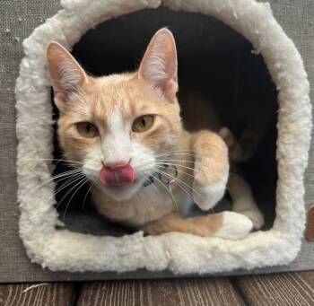 Rescue Domestic Short Hair Cats for Adoption in Atascadero, California - Zeus | PetCurious